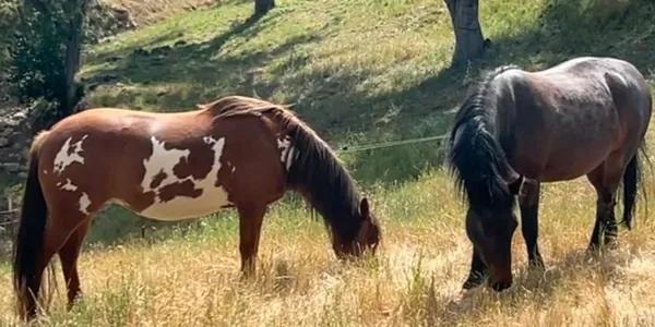 Two horses grazing in a pastoral landscape