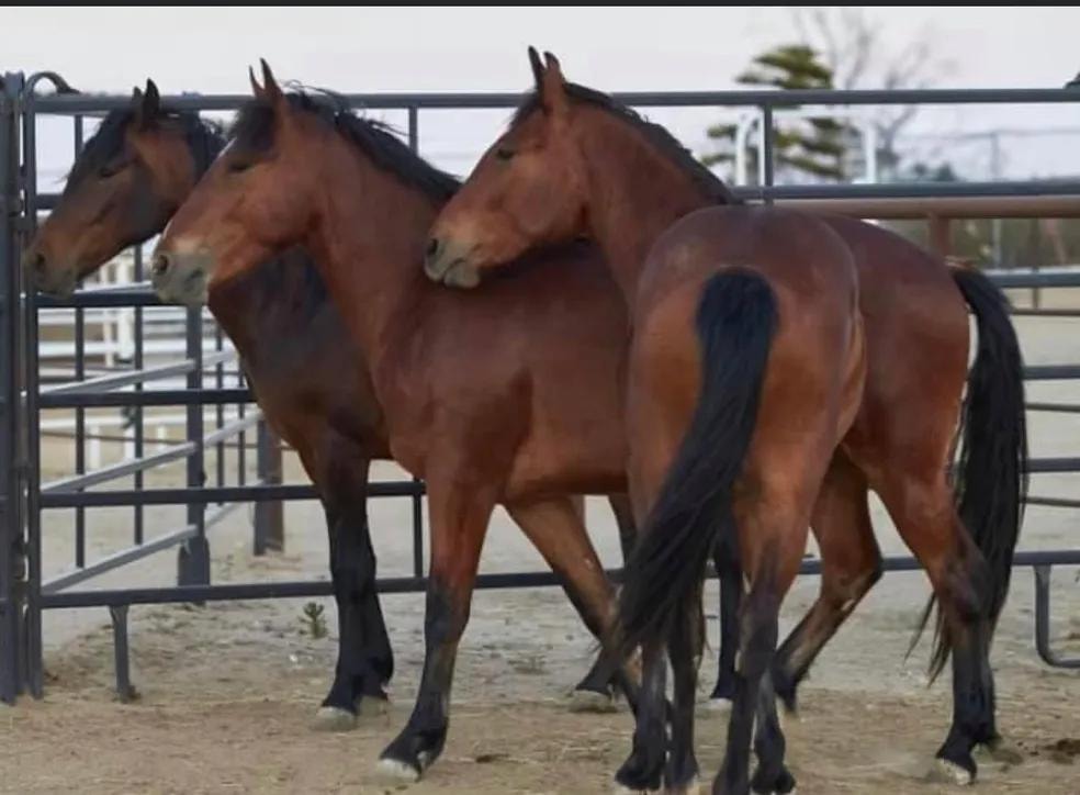 EQUUSWAY photo 9